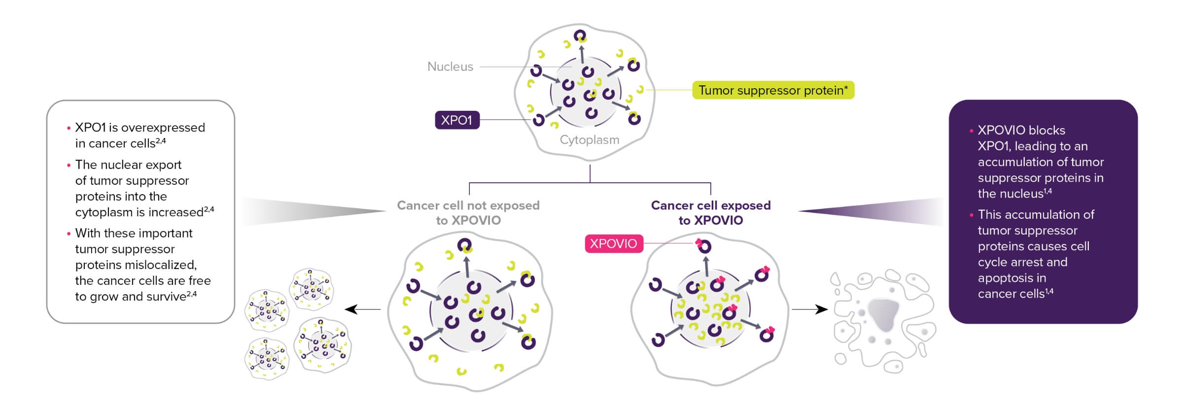 Graphic showing the mechanism of action (MOA) of XPOVIO (selinexor)